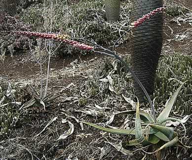 Aloe globuligemma